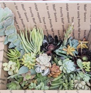 25 Succulent Plant Cuttings